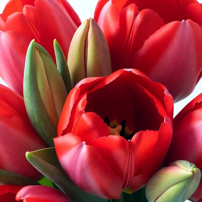 Red Tulips Bouquet on White Background