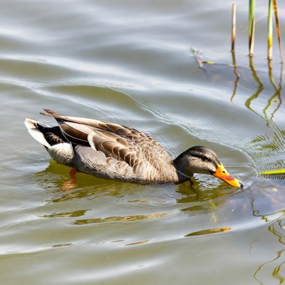 Mallard duck swimming in water