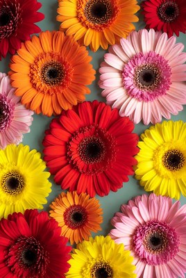 Colorful Gerbera Daisies on Green Background