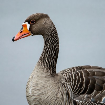Grey goose with orange bill