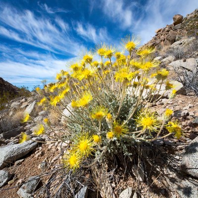 Yellow Desert Flower on Rocky Slope