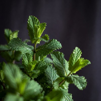 Fresh Mint Leaves Closeup