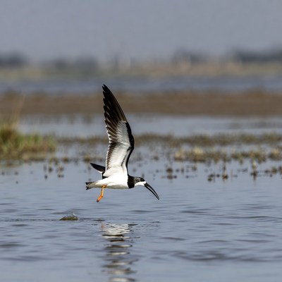Black-necked Stork Flying over Water