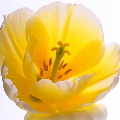 Yellow tulip flower close-up