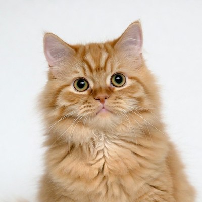 Orange kitten with green eyes