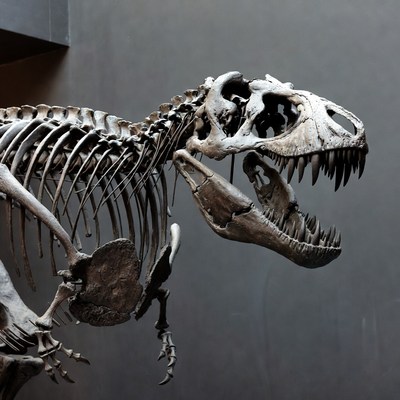 Tyrannosaurus Rex Skeleton Roaring