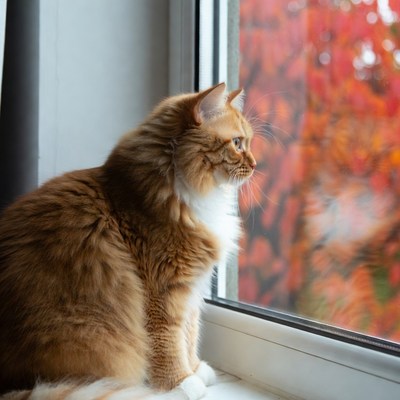 Orange cat looking out window at autumn leaves