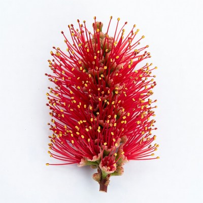 Red Bottlebrush Flower Isolated