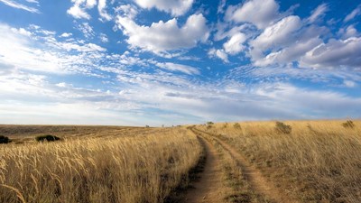 Dirt path through golden grass field