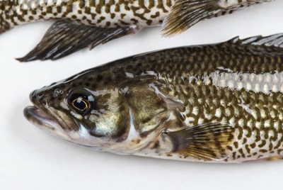 Fresh spotted bass fish