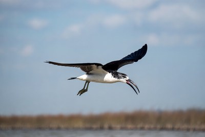 Black Skimmer Flying Over Marsh