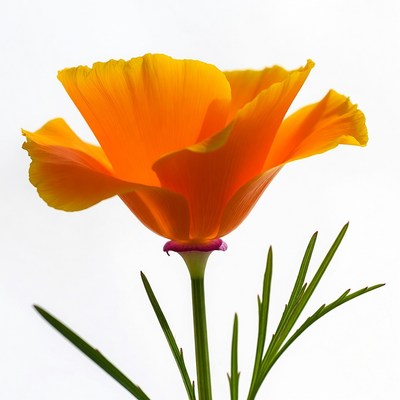 Orange California Poppy Flower