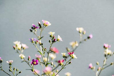 Pink and White Wildflowers on Gray Background