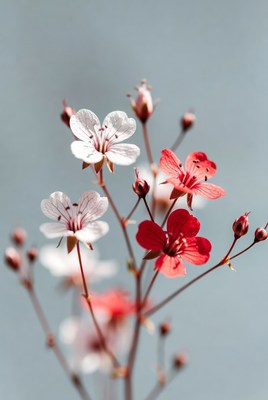 White and Red Geranium Flowers
