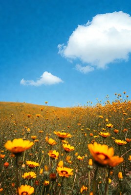 Yellow Flowers in Sunny Field