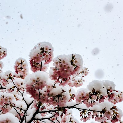 Snow-Covered Cherry Blossom Branches