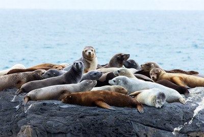 Group of seals on rocky ocean cliff