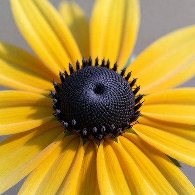 Close-up Black-Eyed Susan Flower
