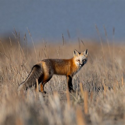 Red fox in dry grass field
