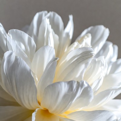White Peony Flower Closeup