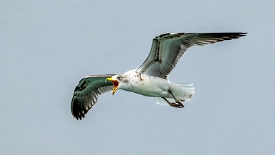 Gull flying with open beak