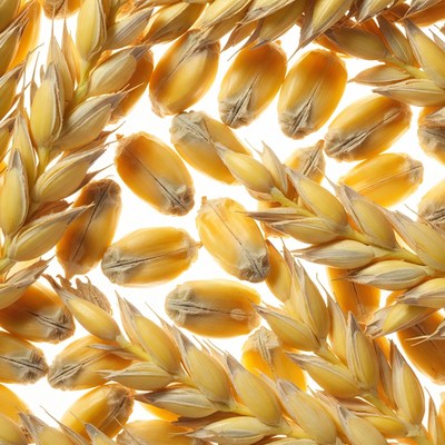 Golden wheat ears on white background