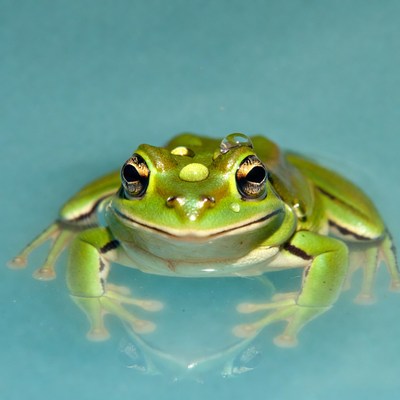 Green tree frog with water droplets