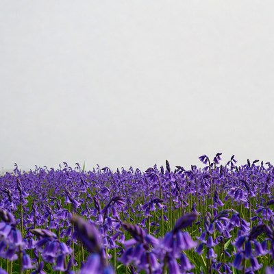Purple Bellflower Field