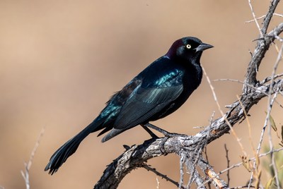 Grackle perched on branch
