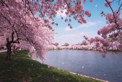 Cherry Blossoms Framing Washington Monument