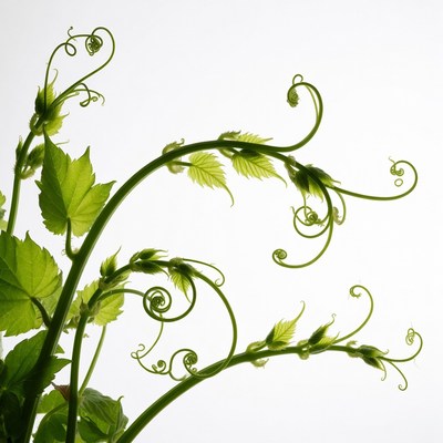 Green grapevine tendrils on white background