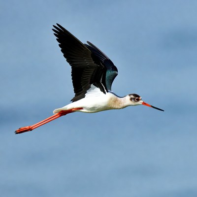 Black-winged Stilt Flying in Sky