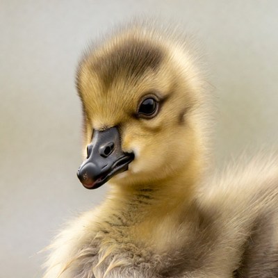 Cute baby duck close-up