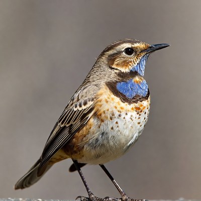 Eastern Bluebird standing on perch