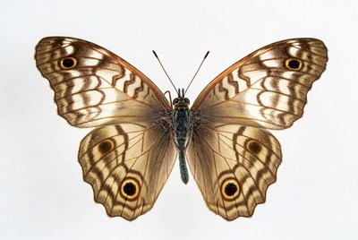 Peacock Pansy Butterfly Wings Spread