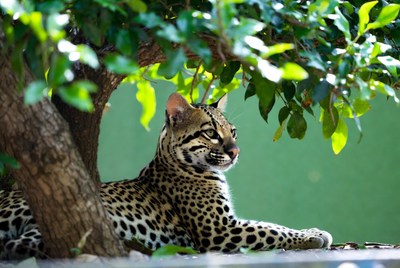 Ocelot lounging under green tree