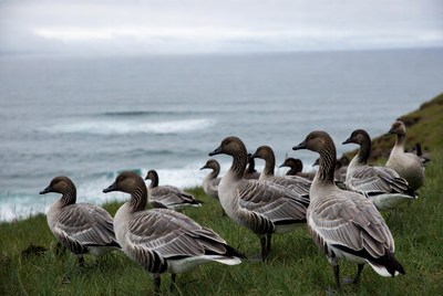 Group of barnacle geese on coastal cliff