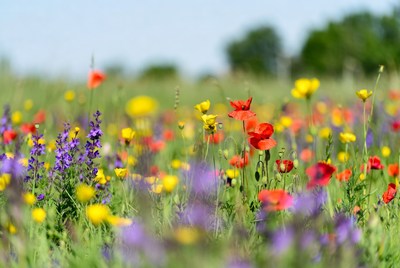 Colorful Wildflower Meadow with Poppies