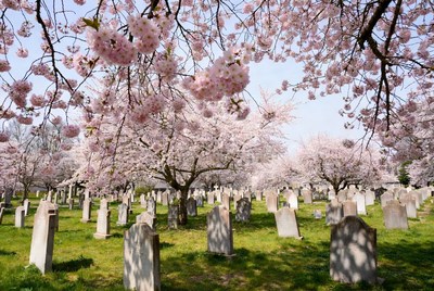 Cherry Blossoms Over Cemetery Gravestones