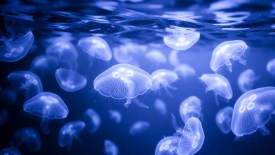 Swarm of glowing jellyfish underwater
