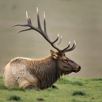 Bull Elk Lying in Grassland