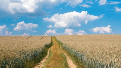 Dirt path through golden wheat field