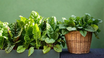 Fresh Swiss Chard in Basket