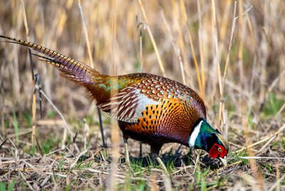 Peacock standing in dry grass