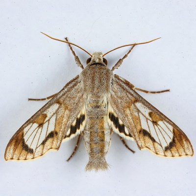 Brown hawk moth on white background