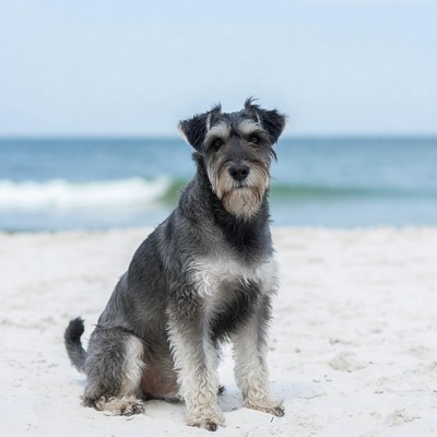 Miniature Schnauzer on beach