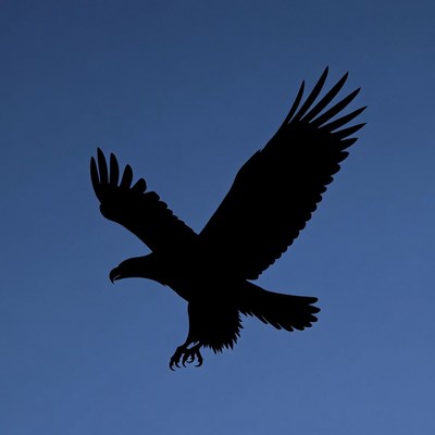 Bald eagle flying silhouette