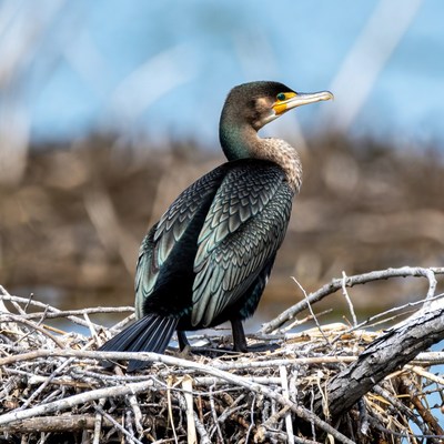 Double-crested Cormorant on Nest