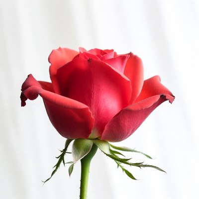 Red Rose on White Background