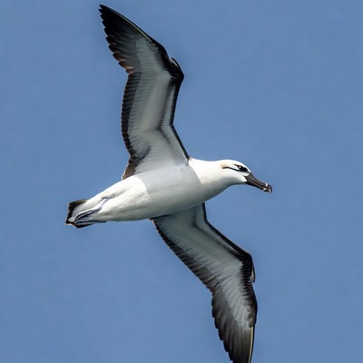 Albatross flying over blue sky